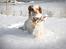Clumber spaniel Mads - Clumbus Hole In One