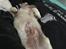 Clumber spaniel Mads - Clumbus Hole In One