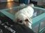Clumber spaniel Mads - Clumbus Hole In One