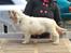 Clumber spaniel Mads - Clumbus Hole In One