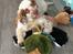 Clumber spaniel Mads - Clumbus Hole In One