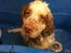 Clumber spaniel Mads - Clumbus Hole In One