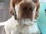 Clumber spaniel Mads - Clumbus Hole In One