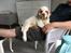 Clumber spaniel Mads - Clumbus Hole In One