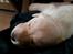 Labrador retriever Max