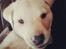 Labrador retriever Max