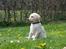 Labrador retriever Max