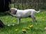 Labrador retriever Max