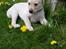Labrador retriever Max