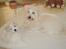 Coton de tulear Jespersen's Savannah