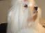 Coton de tulear Jespersen's Savannah
