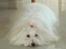 Coton de tulear Jespersen's Savannah