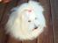Coton de tulear Jespersen's Savannah