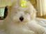 Coton de tulear Jespersen's Savannah