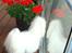 Coton de tulear Jespersen's Savannah