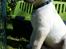 Labrador retriever Max