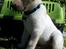 Labrador retriever Max