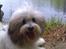 Coton de tulear King - Tur rundt om Langsø