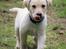 Labrador retriever Max