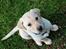 Labrador retriever Max
