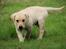 Labrador retriever Max