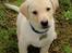Labrador retriever Max