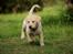 Labrador retriever Max