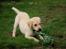 Labrador retriever Max