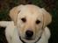 Labrador retriever Max