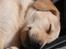 Labrador retriever Sif - ZZzzzZZZZzZzzZZ