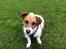Jack russell terrier Bella