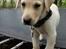 Labrador retriever Max