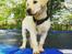 Labrador retriever Max