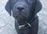 Labrador retriever Freddy