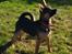 Blanding af racer Ebba (tidligere hund - forældres nu)