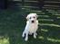 Labrador retriever Manze