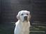 Labrador retriever Manze
