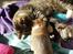 Chihuahua Choko - 5 uger gammel 
