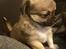 Chihuahua Choko
