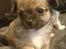 Chihuahua Choko
