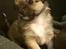 Chihuahua Choko