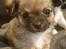 Chihuahua Choko