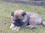 Eurasier Ciwi