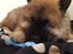 Eurasier Ciwi
