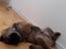 Eurasier Ciwi