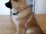 Eurasier Ciwi
