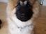 Eurasier Ciwi
