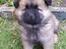 Eurasier Ciwi