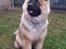 Eurasier Ciwi