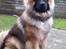 Eurasier Ciwi